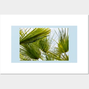 Palm leaves against blue sky Posters and Art